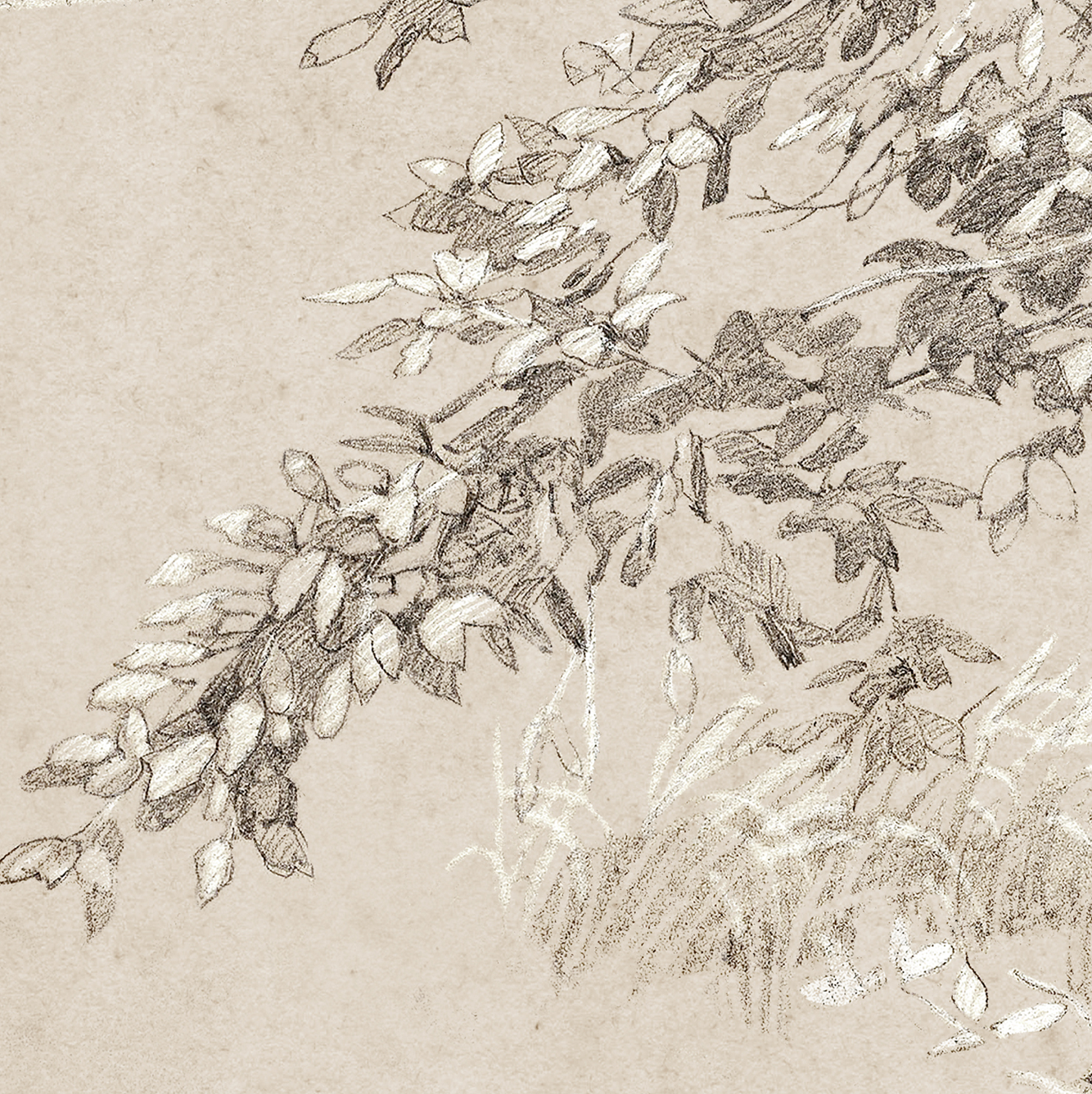 Gouache Study C.1890