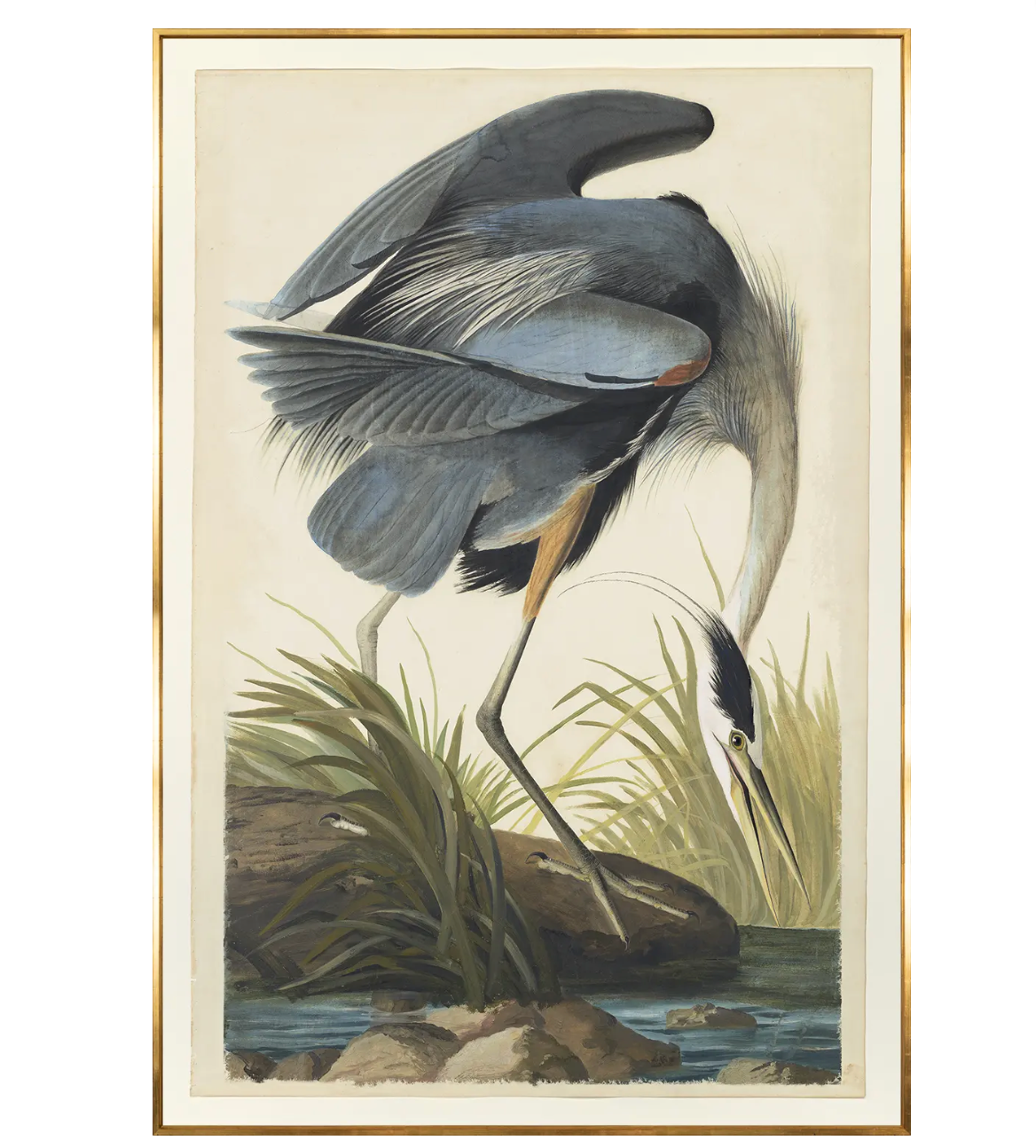 Blue Heron