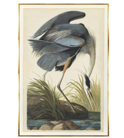 Blue Heron