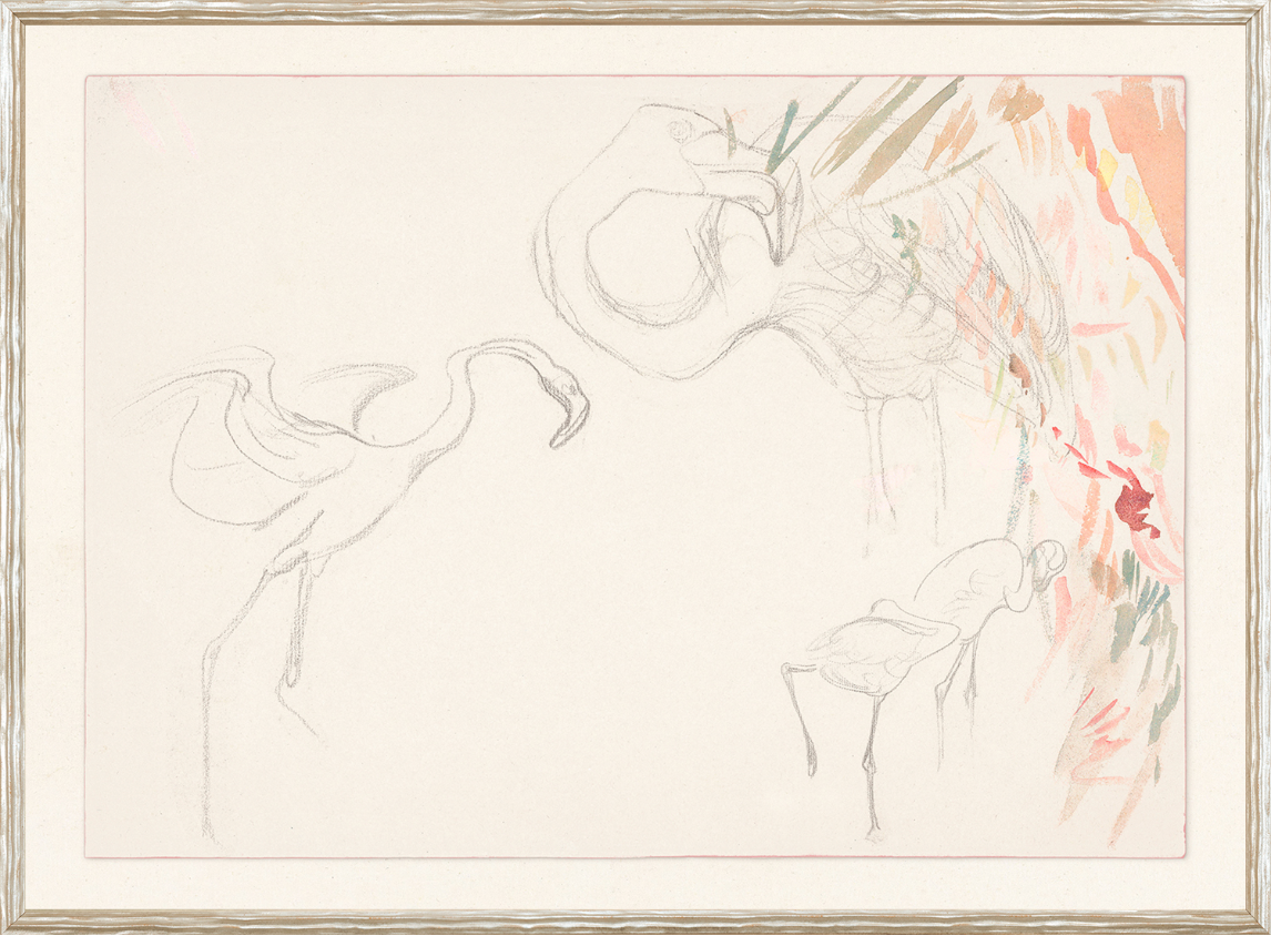 Flamingo Study C.1910