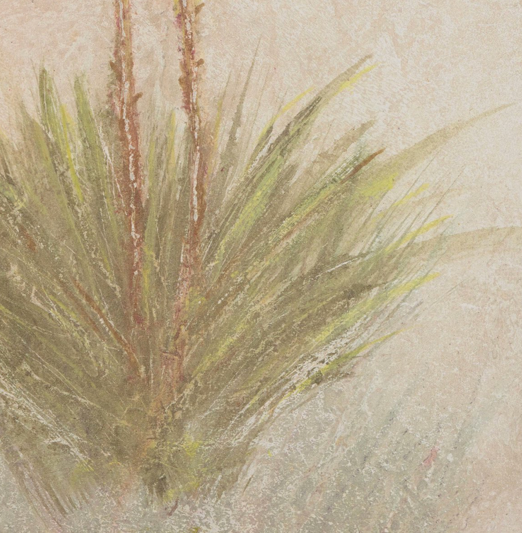 Yucca