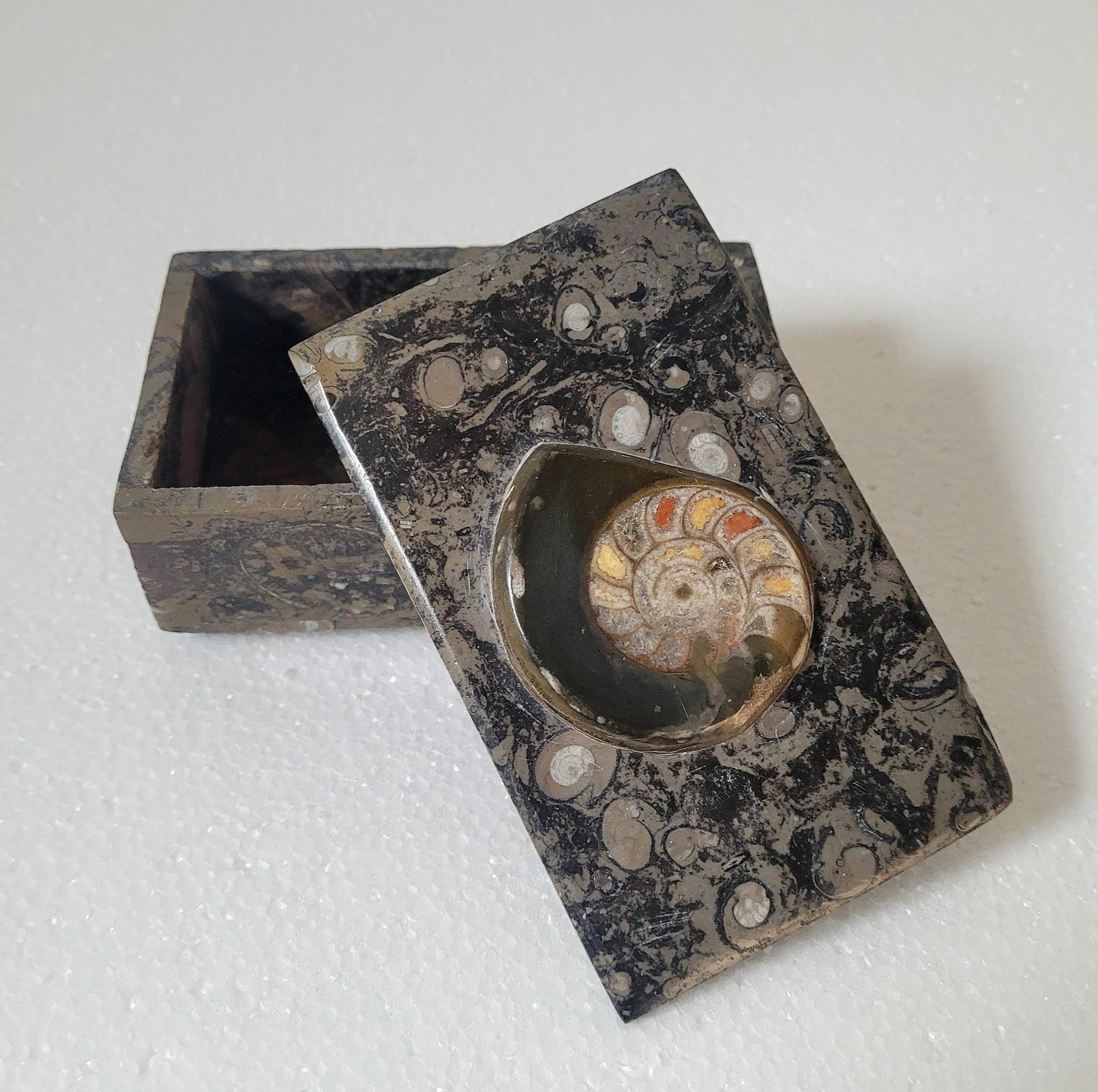 Nautilus Shell Box