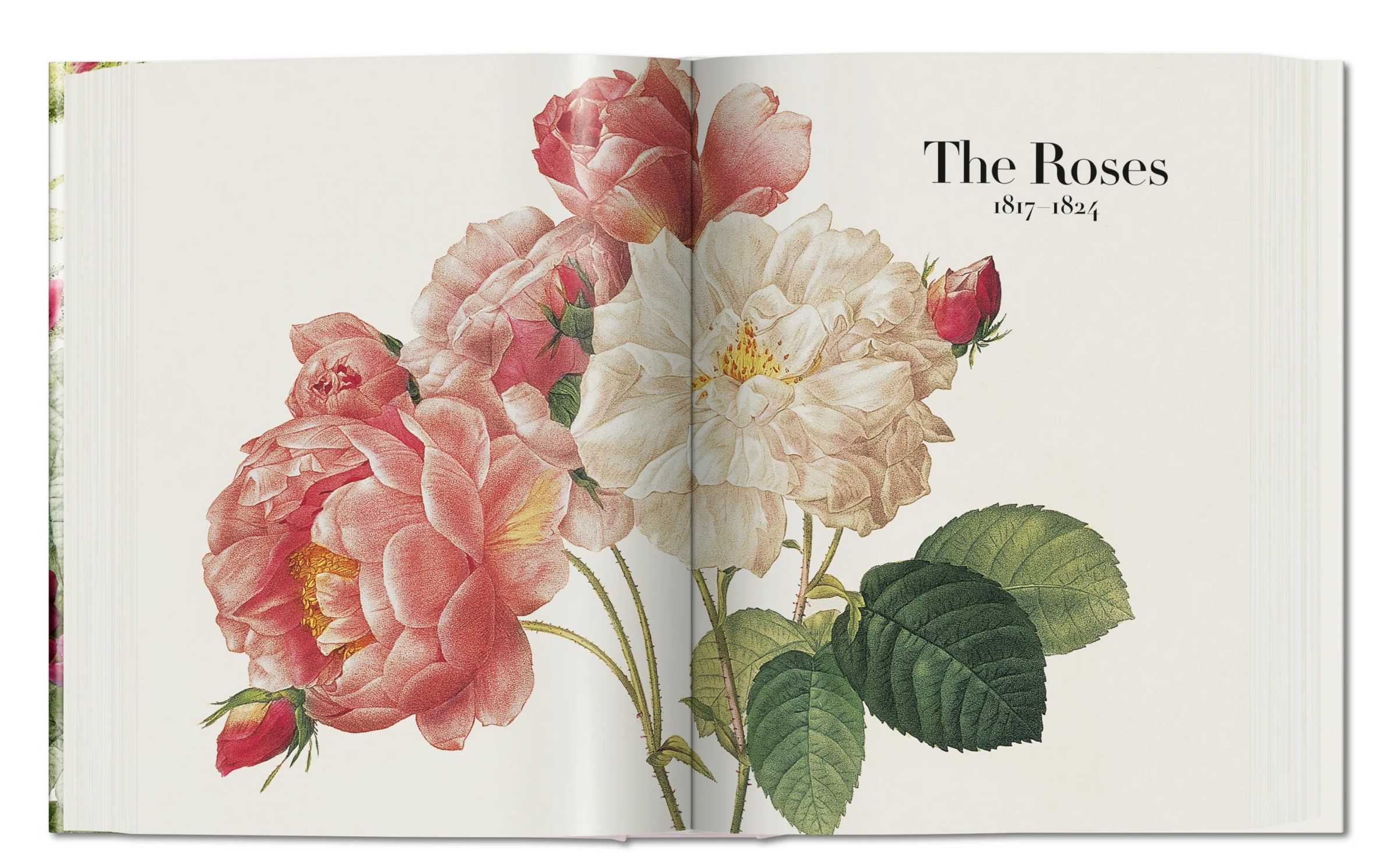 Book Of Flowers