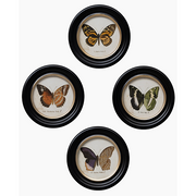 Butterfly Frames