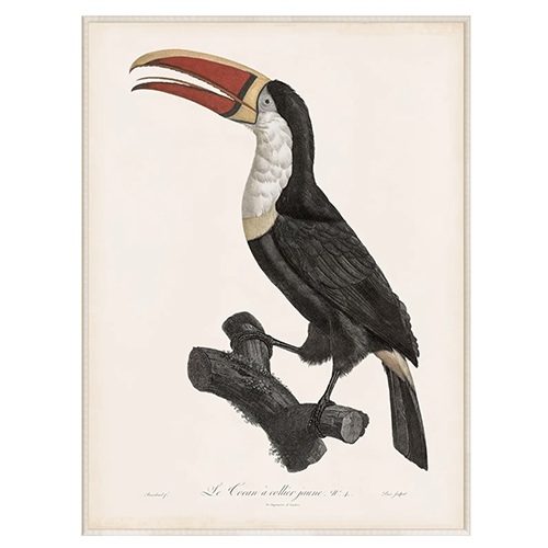Toucan  C.1800