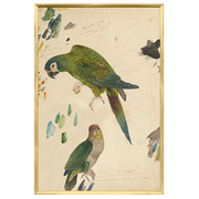 Lear Two Parrots