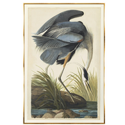 Audubon Blue Heron