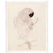 Cachet's Parrot