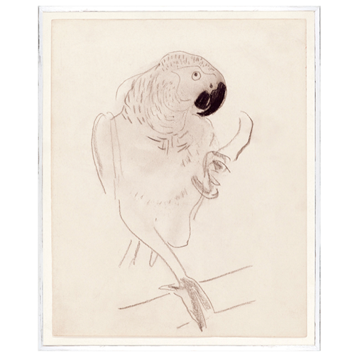 Cachet's Parrot