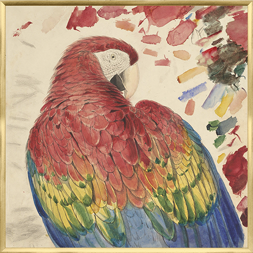 Lear Red & Yellow Macaw