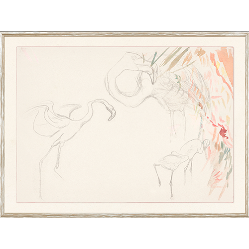 Flamingo Study C.1910