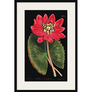 Curtis Botanical I