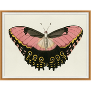 Pink & Gold Butterfly