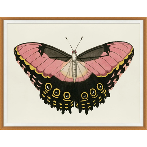 Pink & Gold Butterfly