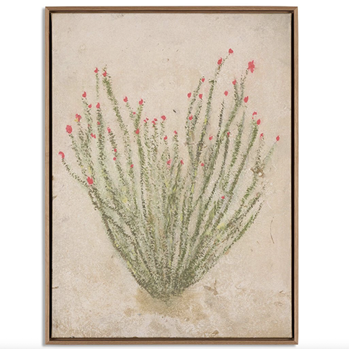 Ocotillo
