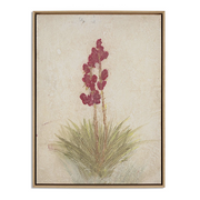Yucca