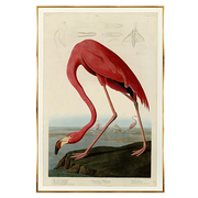 American Flamingo