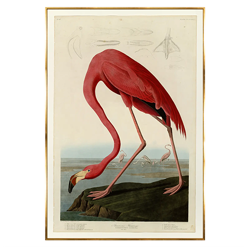 American Flamingo