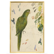 Lear Vibrant Parrot