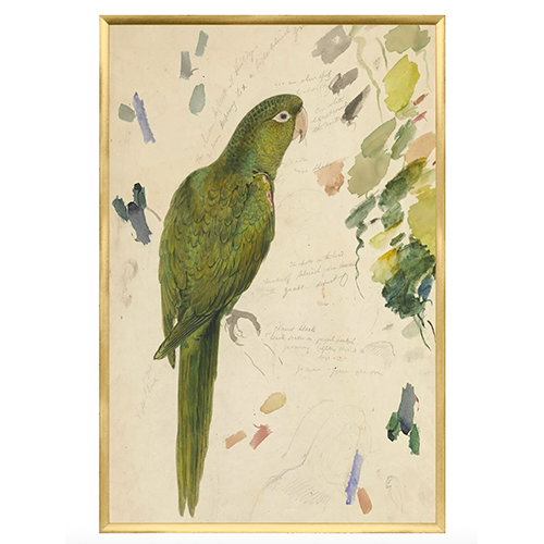 Lear Vibrant Parrot