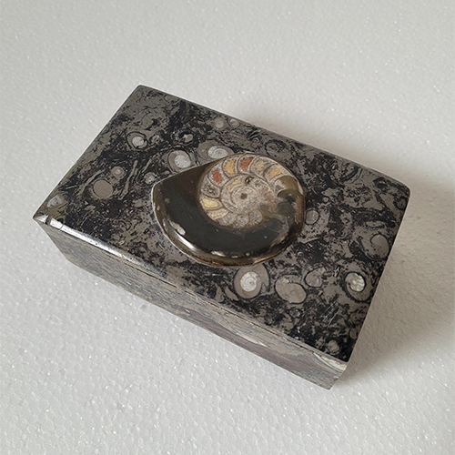Nautilus Shell Box