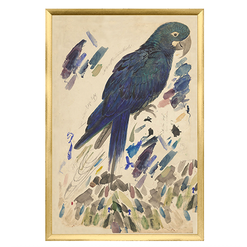Lear Blue Parrot