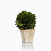 Boxwood Topiary