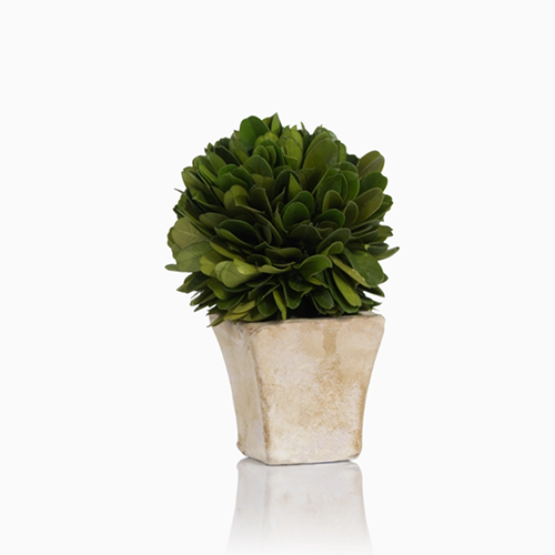 Boxwood Topiary