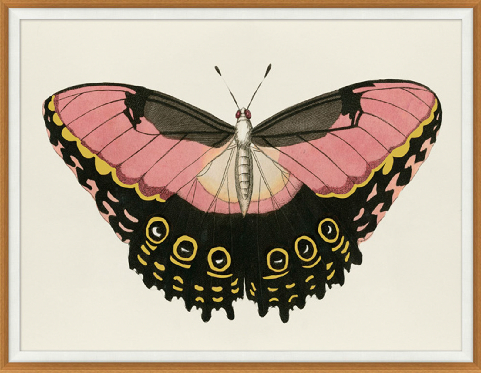 Pink and Gold Butterfly