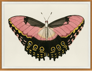 Pink and Gold Butterfly