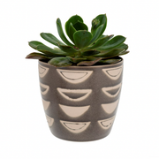 Luna Pot