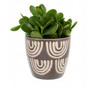 Arches Pot